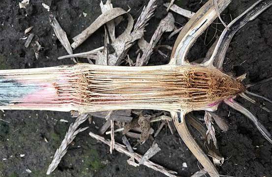 Photo - Corn stalk showing substantial pith degradation in the lower internodes - stalk rot pathogen damage.