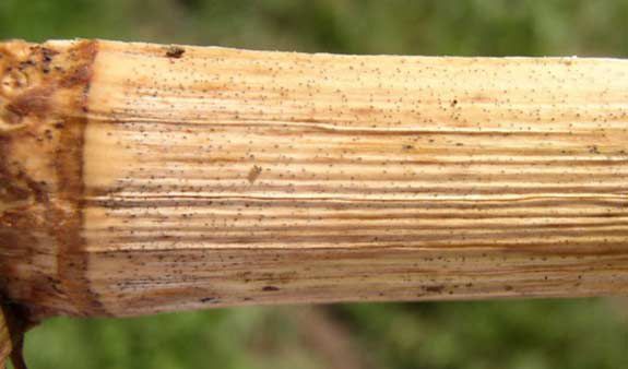 This is a photo showing corn stalk damage due to Diplodia stalk rot - note pycnidia on corn stalk node.