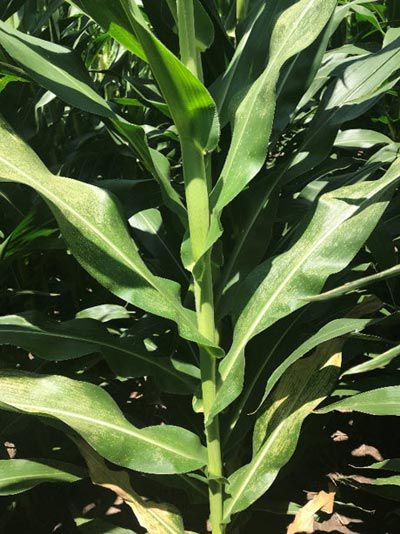 This is a photo showing a corn plant with disease lesions on its leaves.