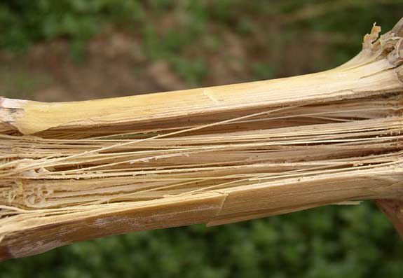 This is a photo showing a disintegrated corn stalk pith caused by Fusarium.