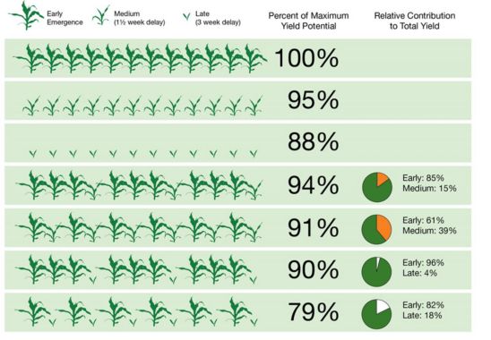 Impact of uneven corn plant emergence on yield.