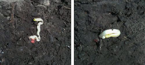 Photos - Abnormal mesocotyl and coleoptile development due to prolonged cold stress in an early-planted Illinois field.