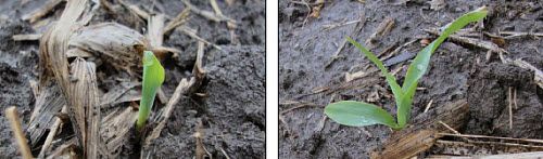 Corn seedling emergence under cold, wet conditions