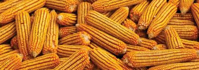 corn1440560.jpg