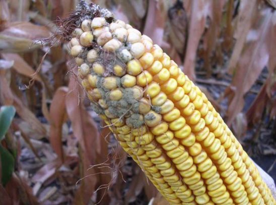 Corn ear damaged from aspergillus ear rot