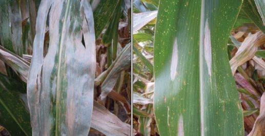 Northern corn leaf blight lesions on leaves of 2 hybrids with differing levels of genetic resistance