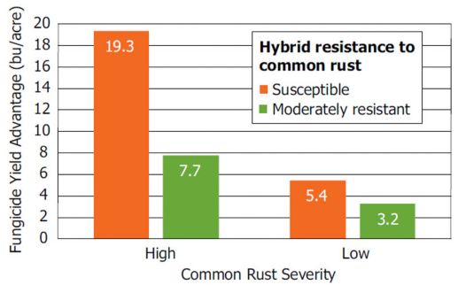 Average fungicide yield response of hybrids with low resistance (3 rating) and moderate resistance (4-6 rating) to common rust in Pioneer small-plot trials.