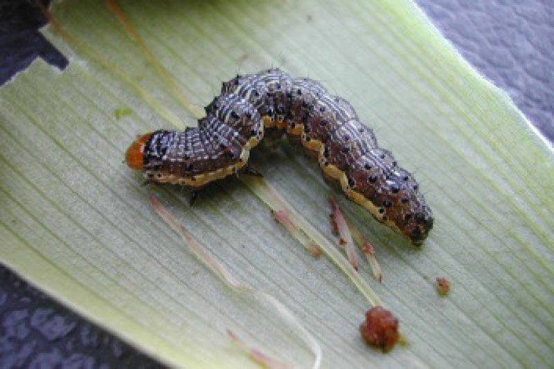 Corn Earworm