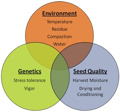 Some critical environmental, genetic and seed quality factors that affect corn stand establishment.