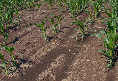Low soil temperatures after planting greatly reduced stands at a stress emergence site near Eau Claire, WI, - 2011.