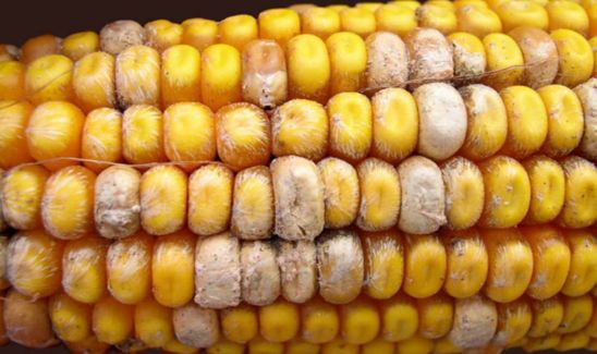 Corn ear damaged from fusarium ear rot