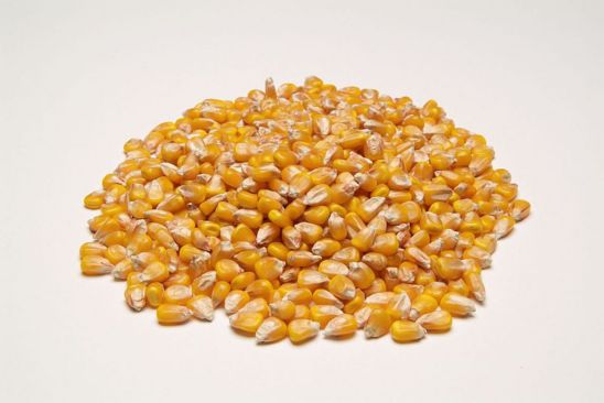 Corn grain quality is determined by hybrid, growing conditions, harvest practices and drying operations.