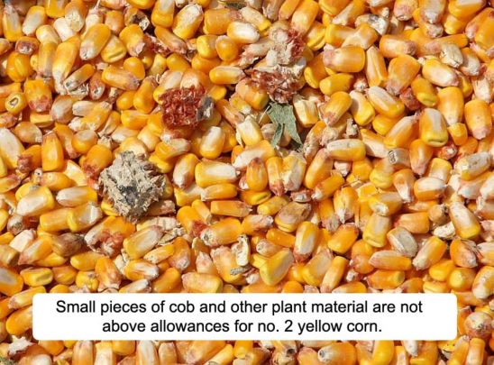 Small pieces of cob and other plant material are not above allowances for no. 2 yellow corn.