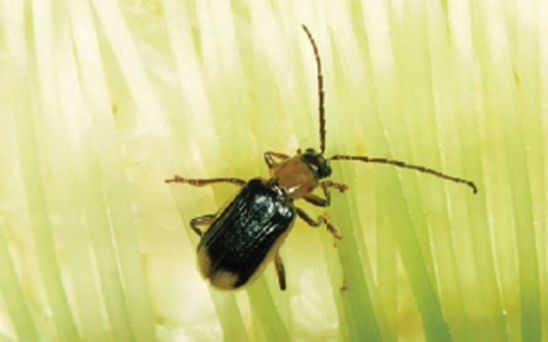 Corn rootworm adult