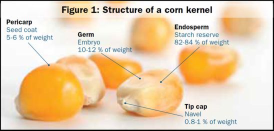 Illustration and photo - Structure of a corn kernel