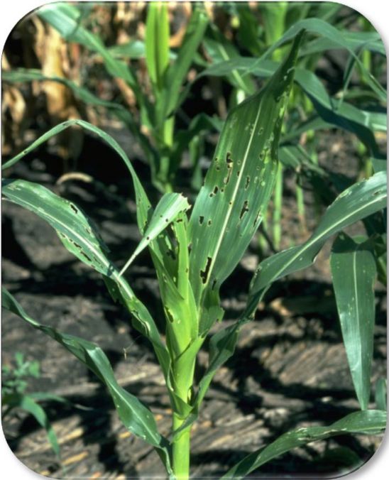 Photo: Whorl-stage corn injury from fall armyworm