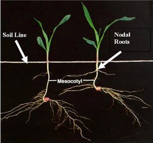 Corn early growth and development.