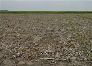 Pioneer Hi-Bred planting depth study.