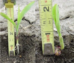 Planting depth measurements of Pioneer® brand 35F44.