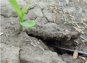 Soil crusting around corn seedling.