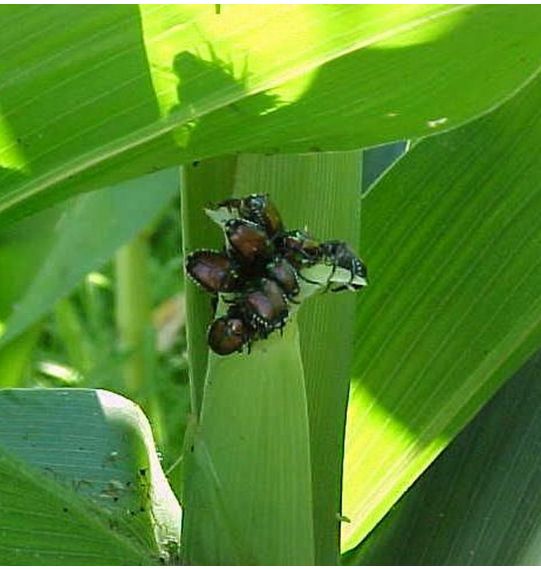 Japanese beetles can interfere with pollination by clipping silks.