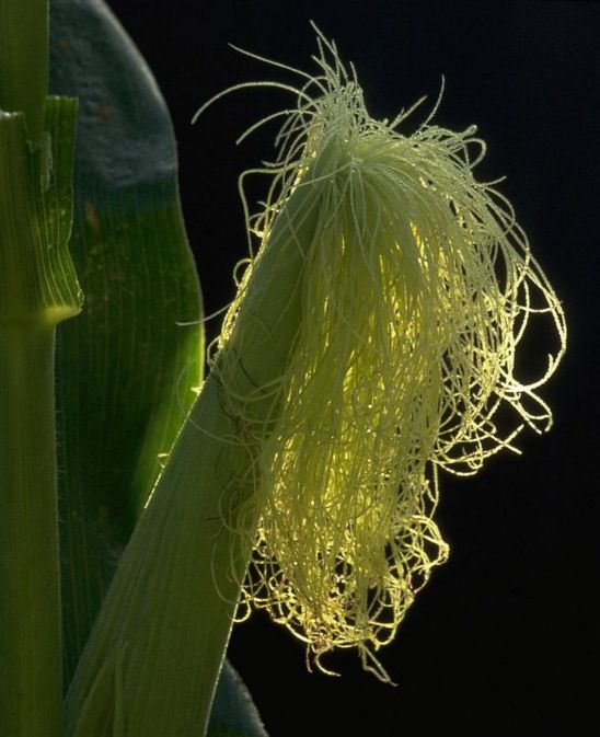 Silks that emerge after most of the pollen is shed may not be pollinated.