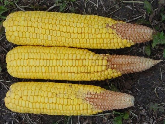Moderate silk delay can cause poorly filled corn ear tips.
