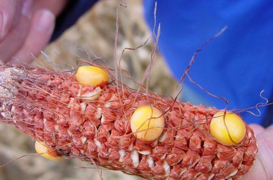 More severe drought stress can result in corn ears that are nearly or completely barren.