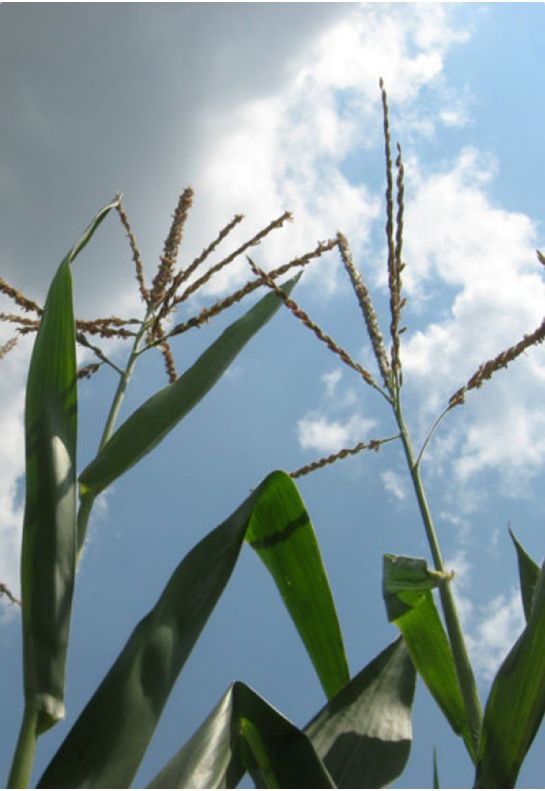 Extreme heat stress (over 100 F) can reduce corn pollen production and viability.