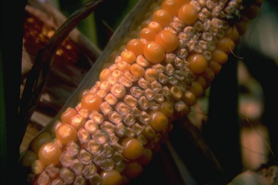 Drought stress can prevent corn pollination, as well as cause successfully pollinated kernels to abort.