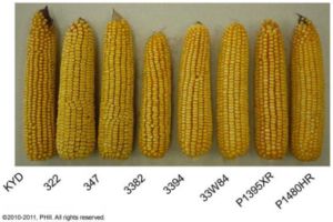 Sample ears from plots planted 12,000 ppa