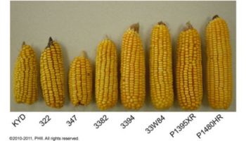 Sample ears from plots planted 45,000 ppa