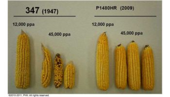 Ear size comparison of 2009 and 1947 hybrids