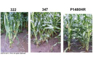 Root lodging observations on July 2