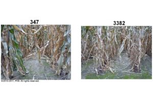 Root lodging observations on Sept. 9