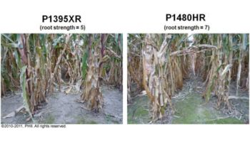 Root lodging observations on Sept. 9