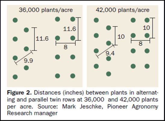 Illustration - Distances (inches) between corn plants in alternating and parallel twin rows at 36,000 and 42,000 plants per acre.
