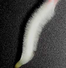 Corn root with prolific growth of root hairs for uptake of water and nutrients from the soil.