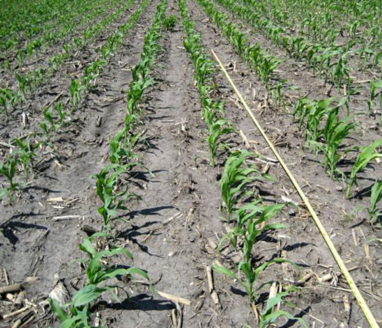 Stand counts should be taken randomly across the entire area of a corn field being considered for replant.