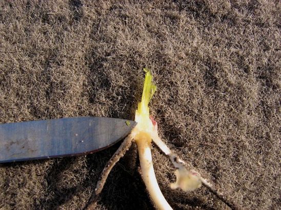 Growth of green tissue near the growing point indicates that this corn plant would have recovered.