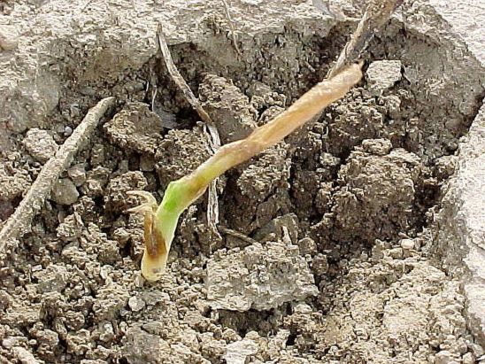 Soft translucent tissue near the growing point indicates that this corn plant will not recover.