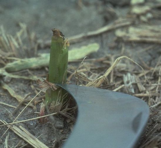 Young corn plant defoliated by hail.