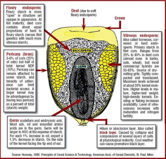 corn starch structure