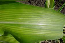 Corn leaf exhibiting zinc deficiency.