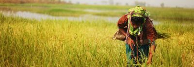 Direct Seeding of Rice – A Simple Solution to India's Water Crisis? – State  of the Planet