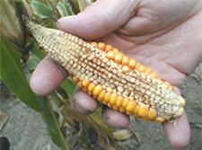 Corn ear from drought environment