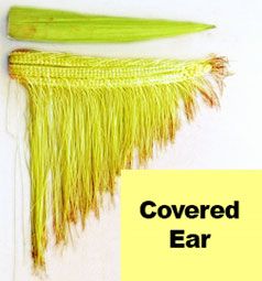 Covered corn ear (silks not exposed to pollen.)