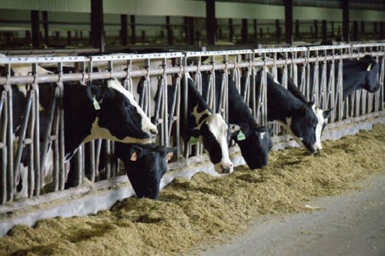Photo - Dairy herd feeding - Holstein cattle