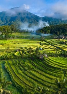 Farmer in field planting crop