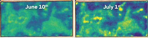 Sequence of Crop Health Index maps showing progression of affected area along a field edge from June 10 to September 1, 2017.
